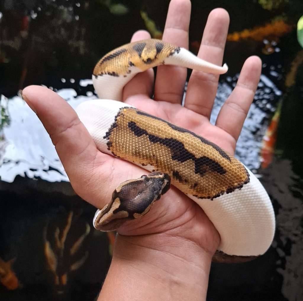 pied-ball-python-8LVO9UQX5W