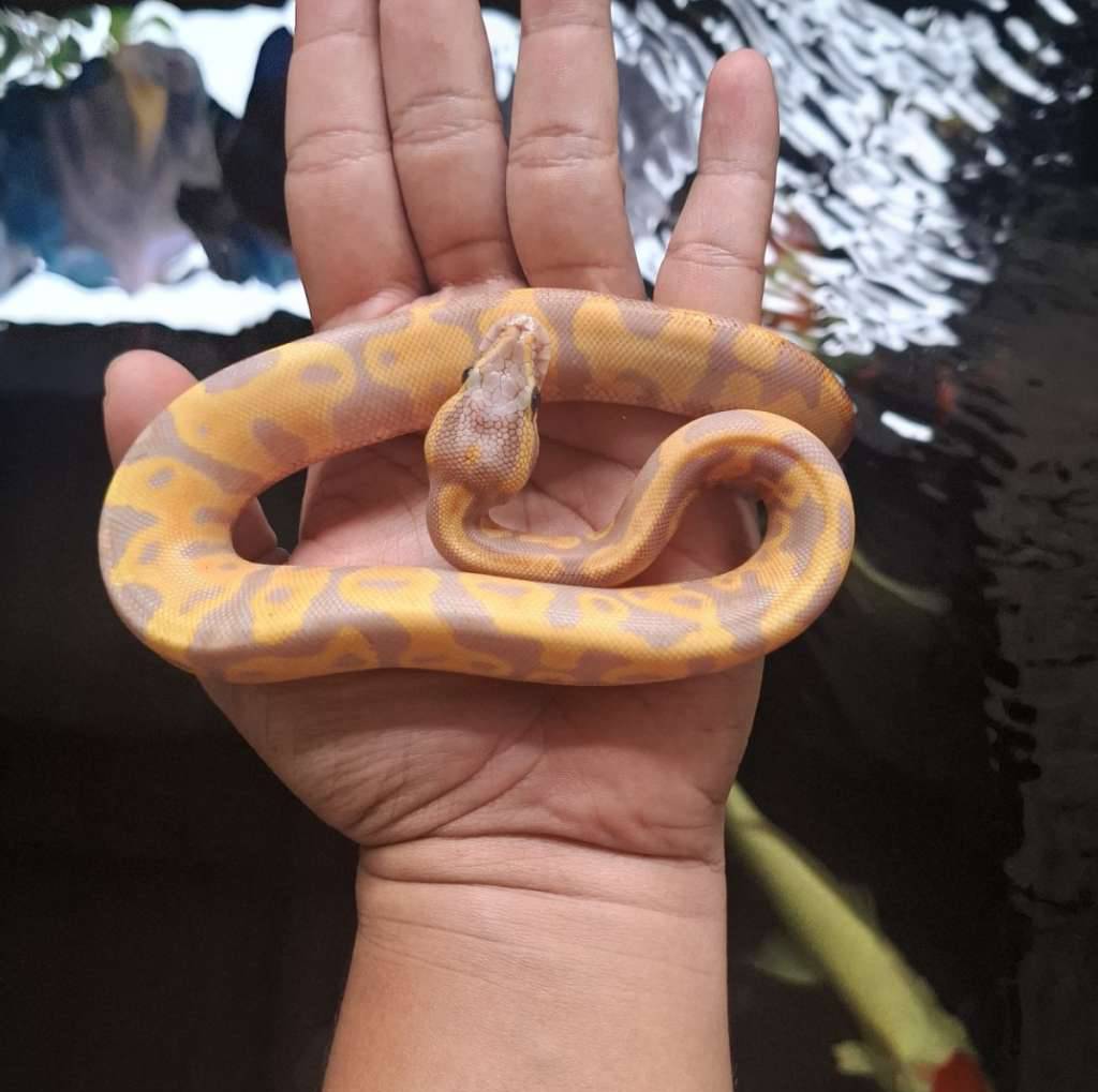 banana-mojave-fire-TGXA2BLH7X