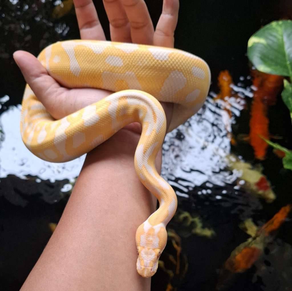 leopard-albino-lavender-50-het-clown-AI83ABPOBR
