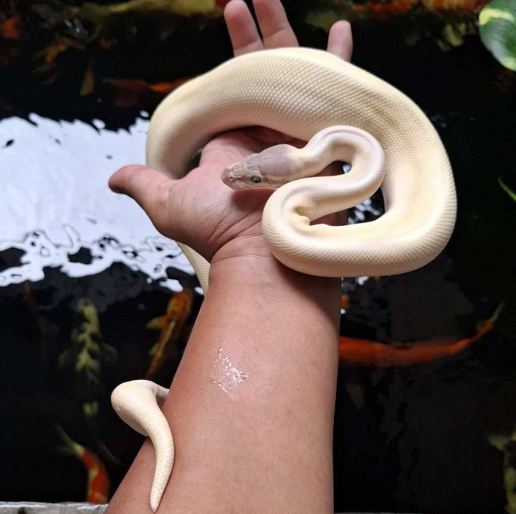 super-mojave-JGL1PKEJV4