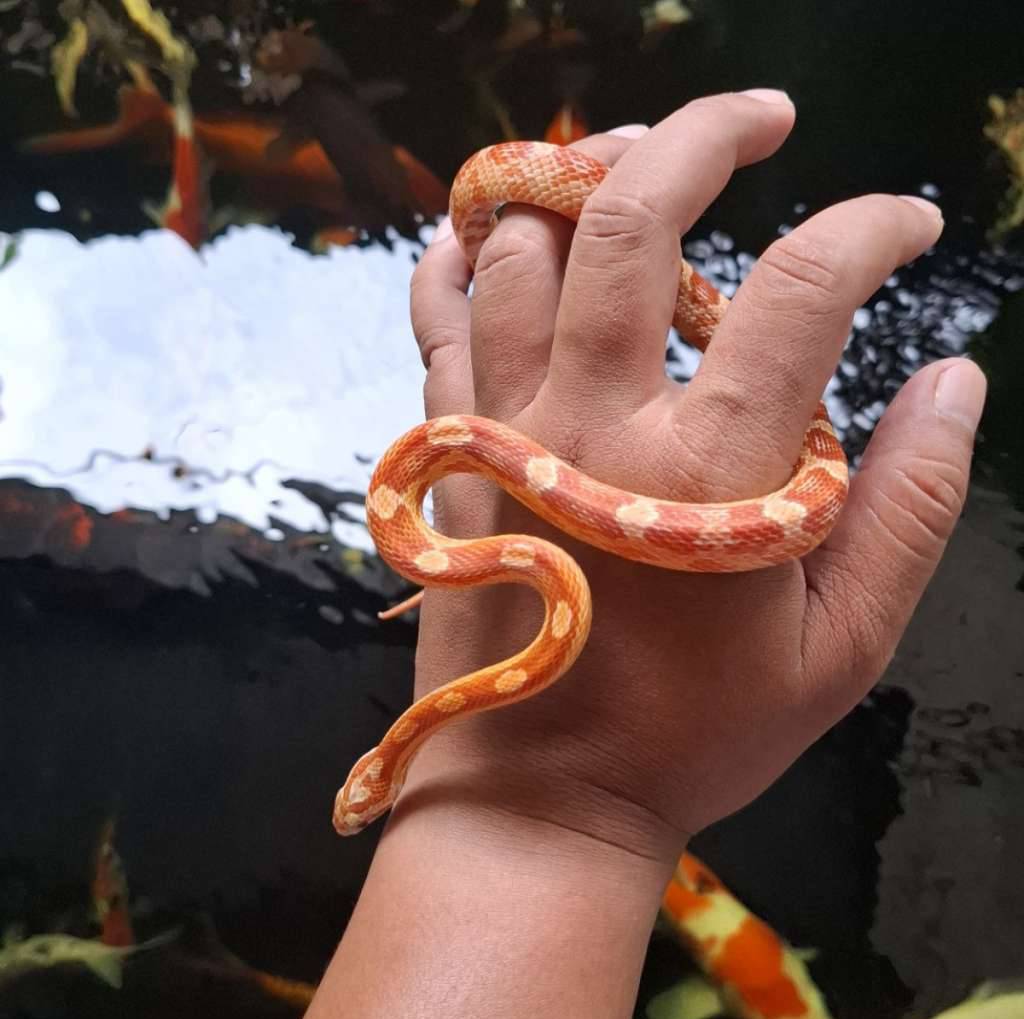 amel-motley-KTYAVCXLGY