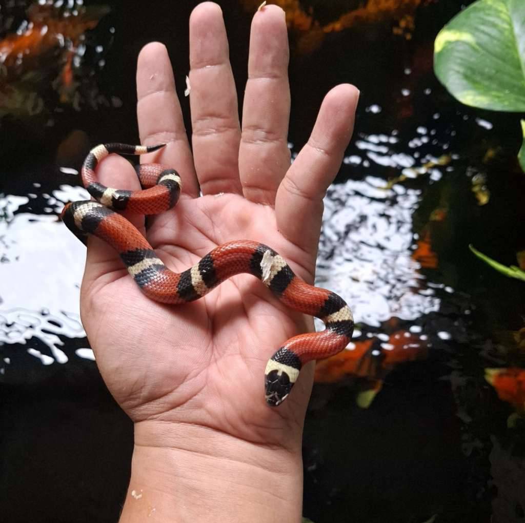 milk-snake-nelsoni-V541F6BX34