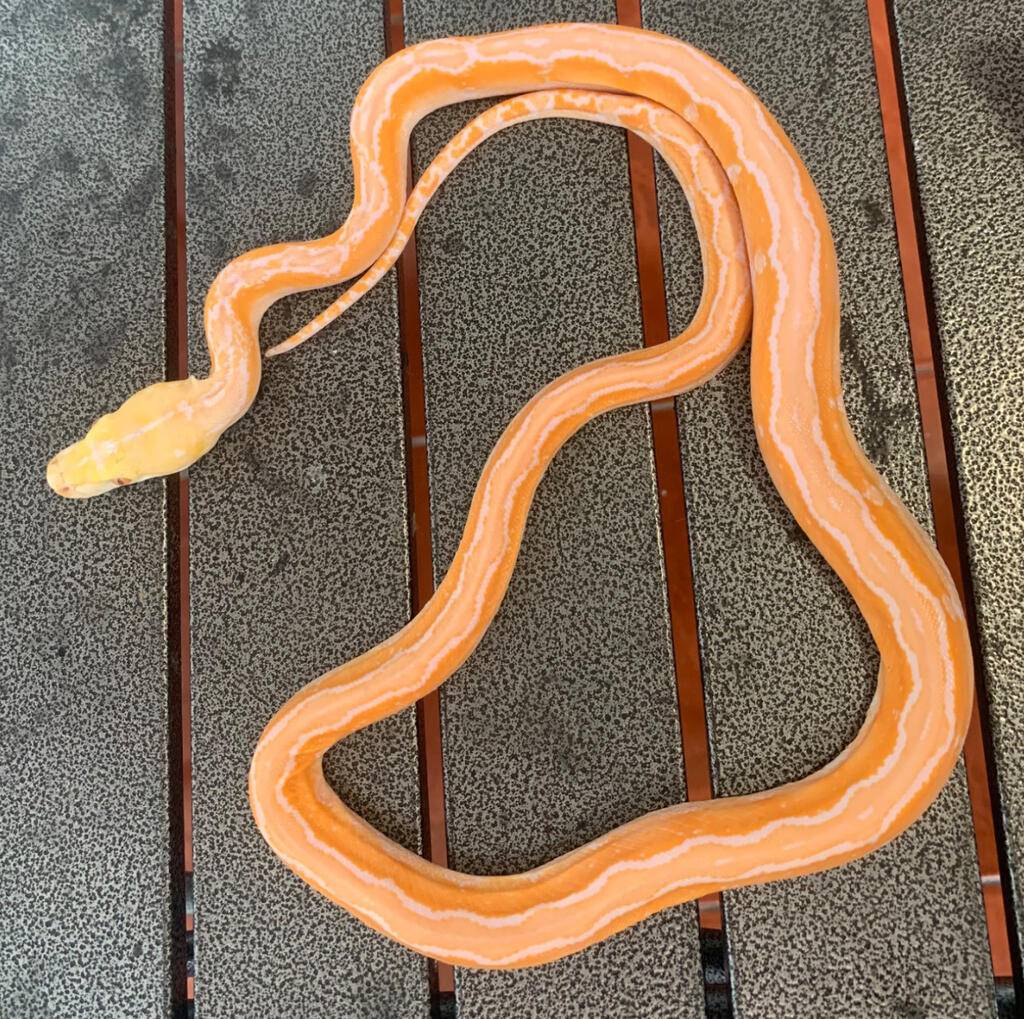 albino-motlay-tiger-purple-TV1HWQJD1U