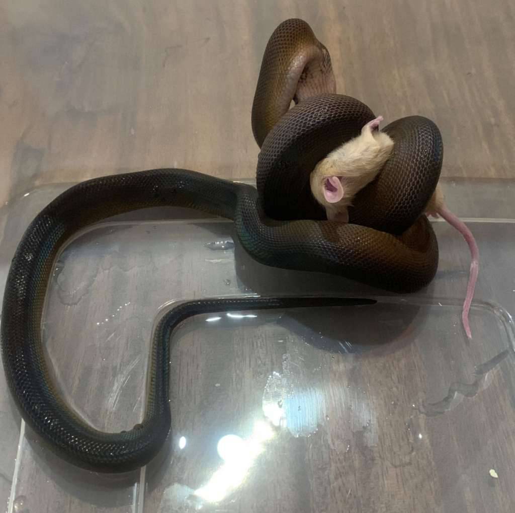 gold-albert-YMU893A7O2