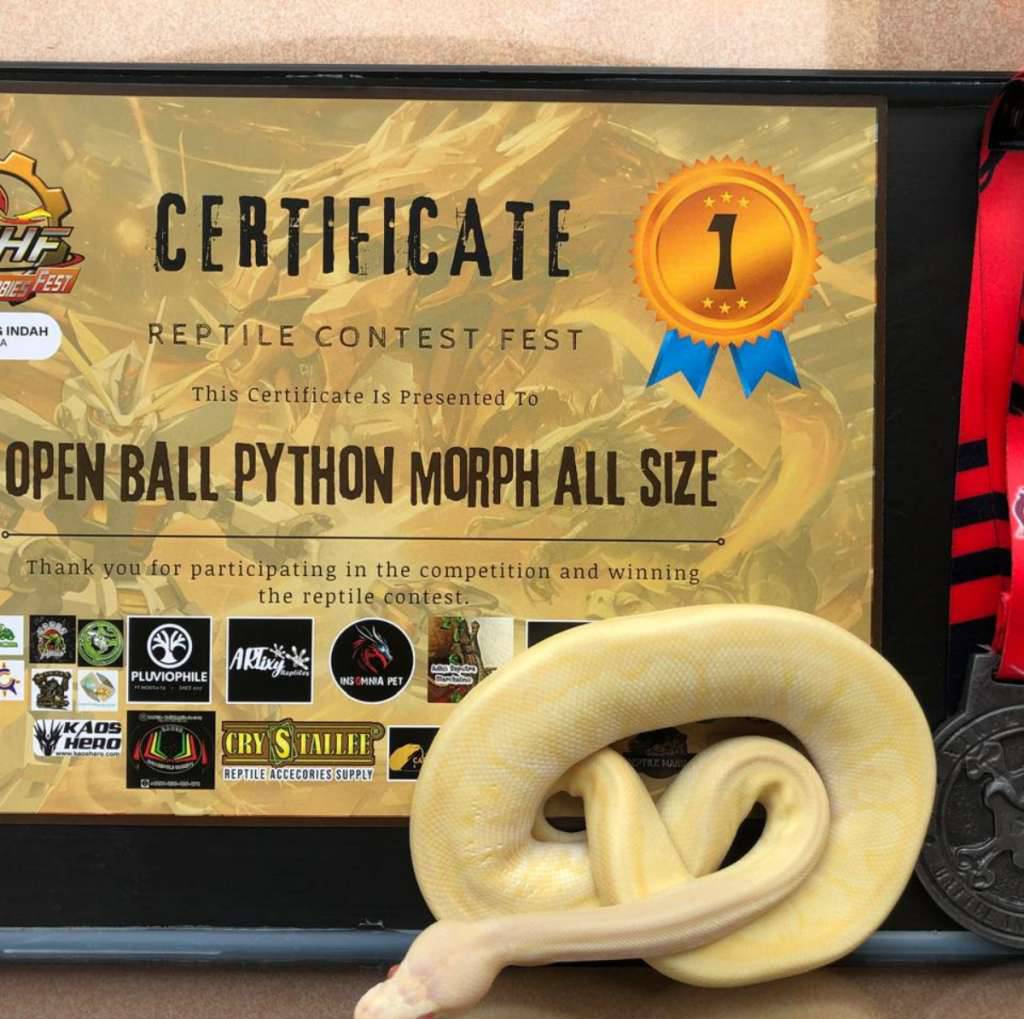 ball-python-albino-pinstripe-pastel-mojave-poss-banana-TT0D3QH44Q