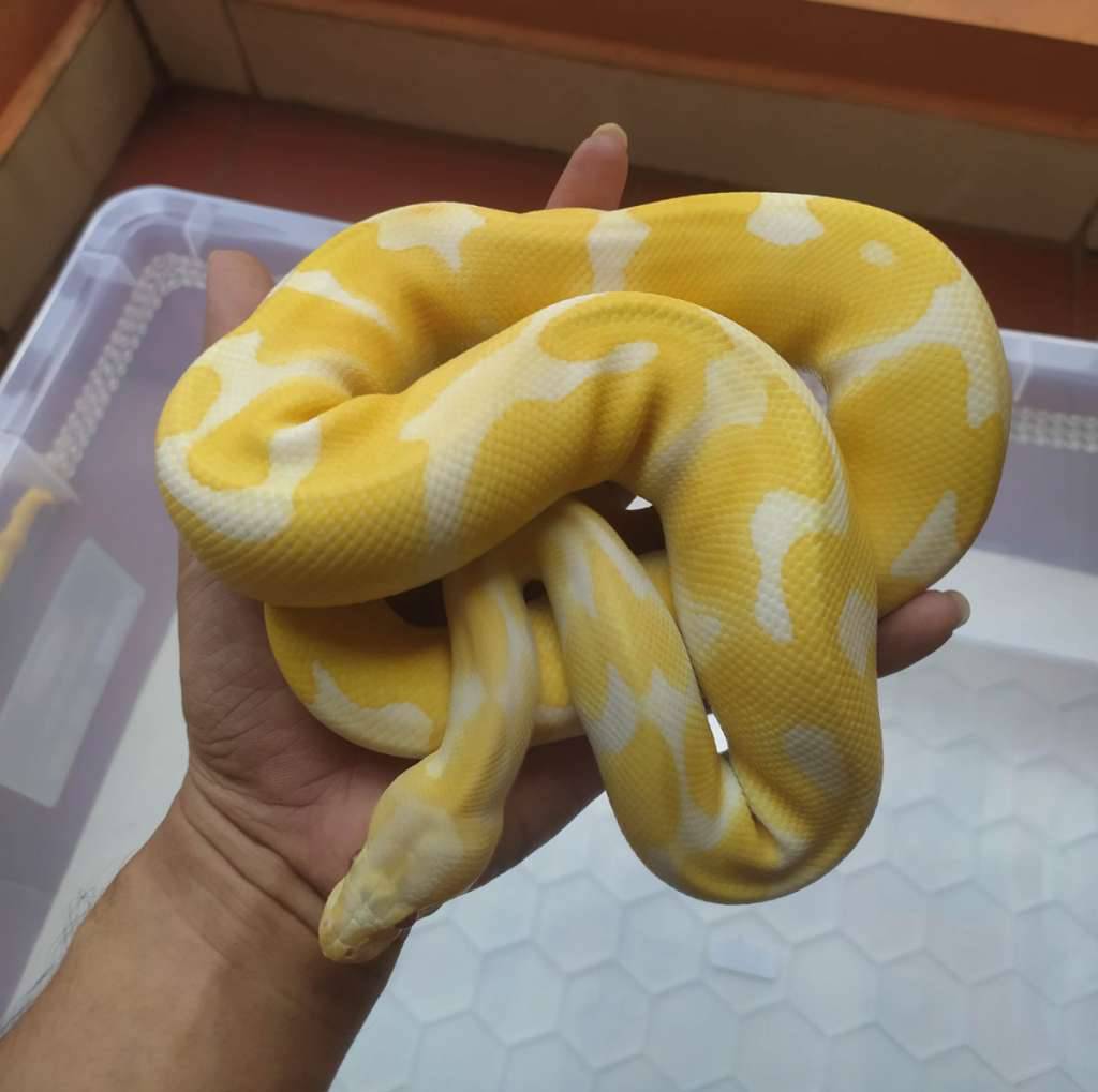 ball-python-lavender-het-pied-ph-clown-6QL2U7RODB