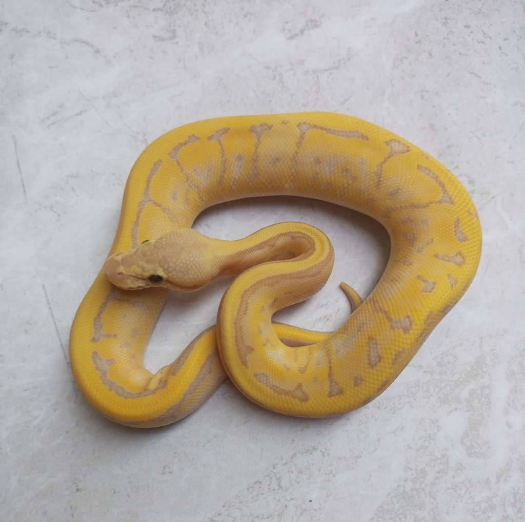 banana-leopard-pinstripe-T95G7IT028