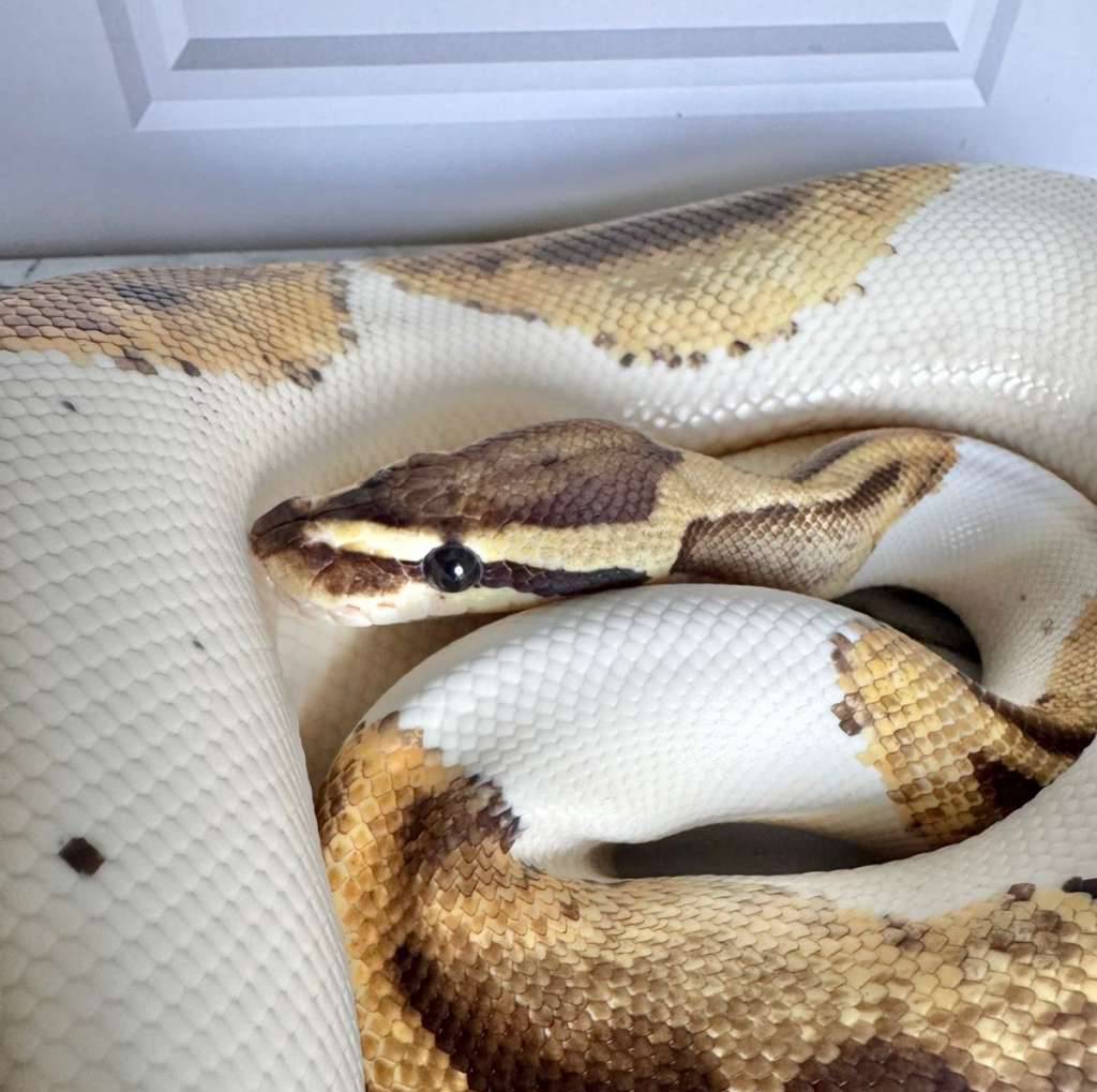 m-genex-pied-5GEBN11641