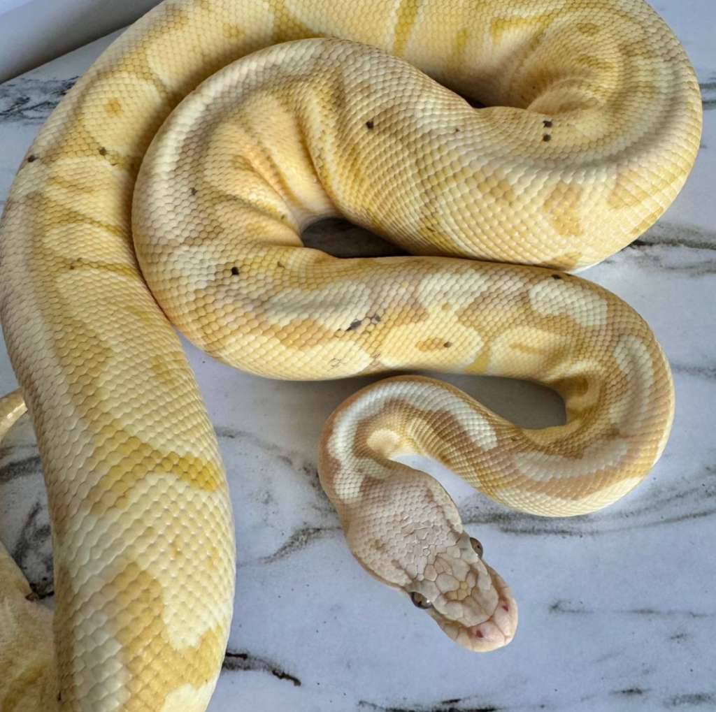 m-super-pastel-banana-PVD2HQV8PZ