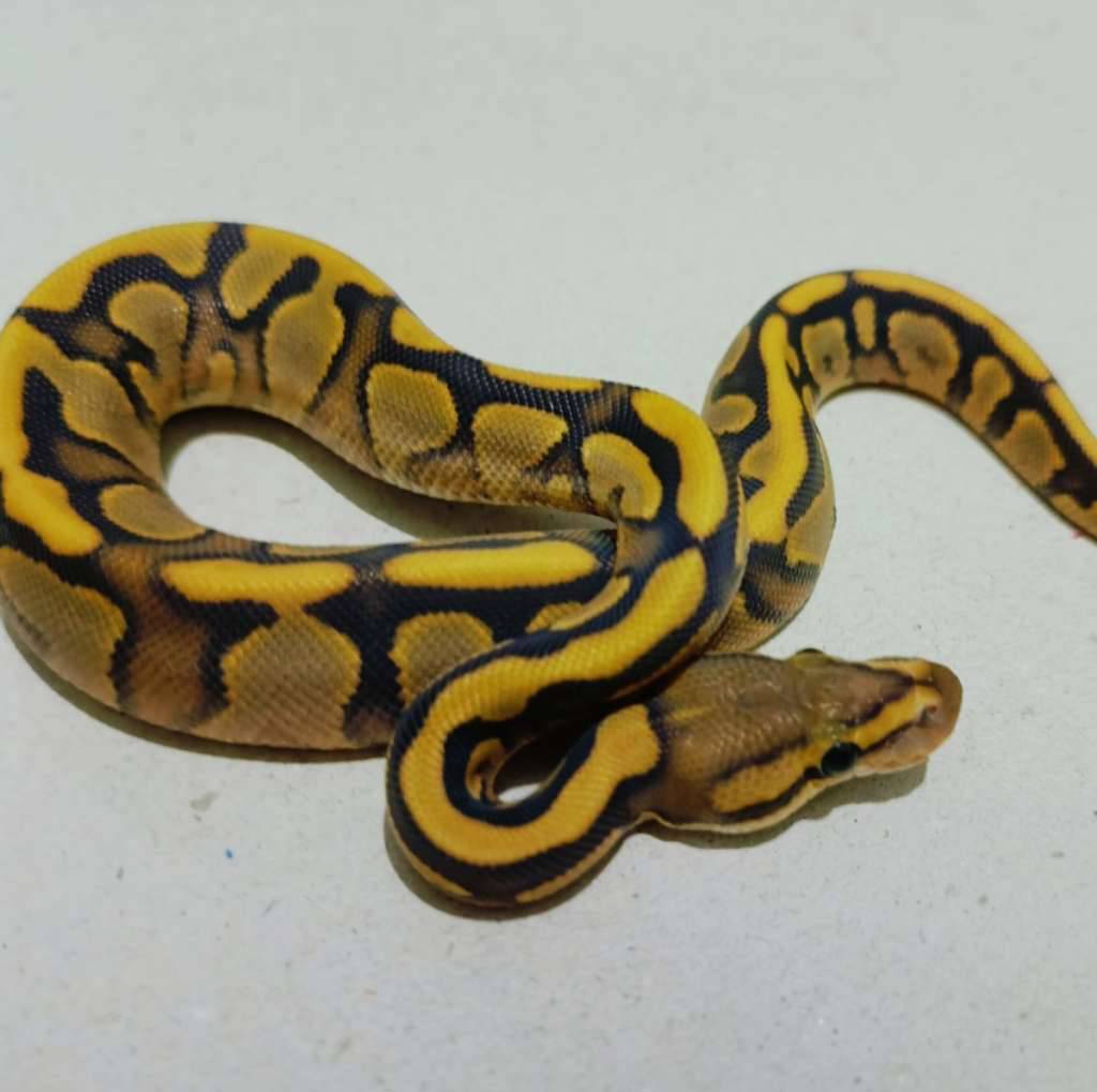 ghi-cailco-orange-dream-yellow-belly-5TY6PC0Y46