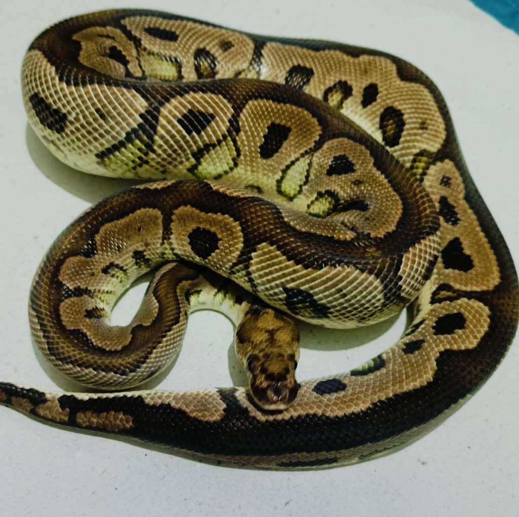 clown-het-pied-proven-FFS4K1H95H