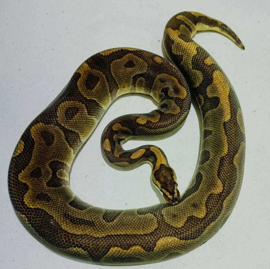 leopard-enchi-th-deserd-ghost-clown-hypo-orange-ghost-proven-CD0EHO82WI