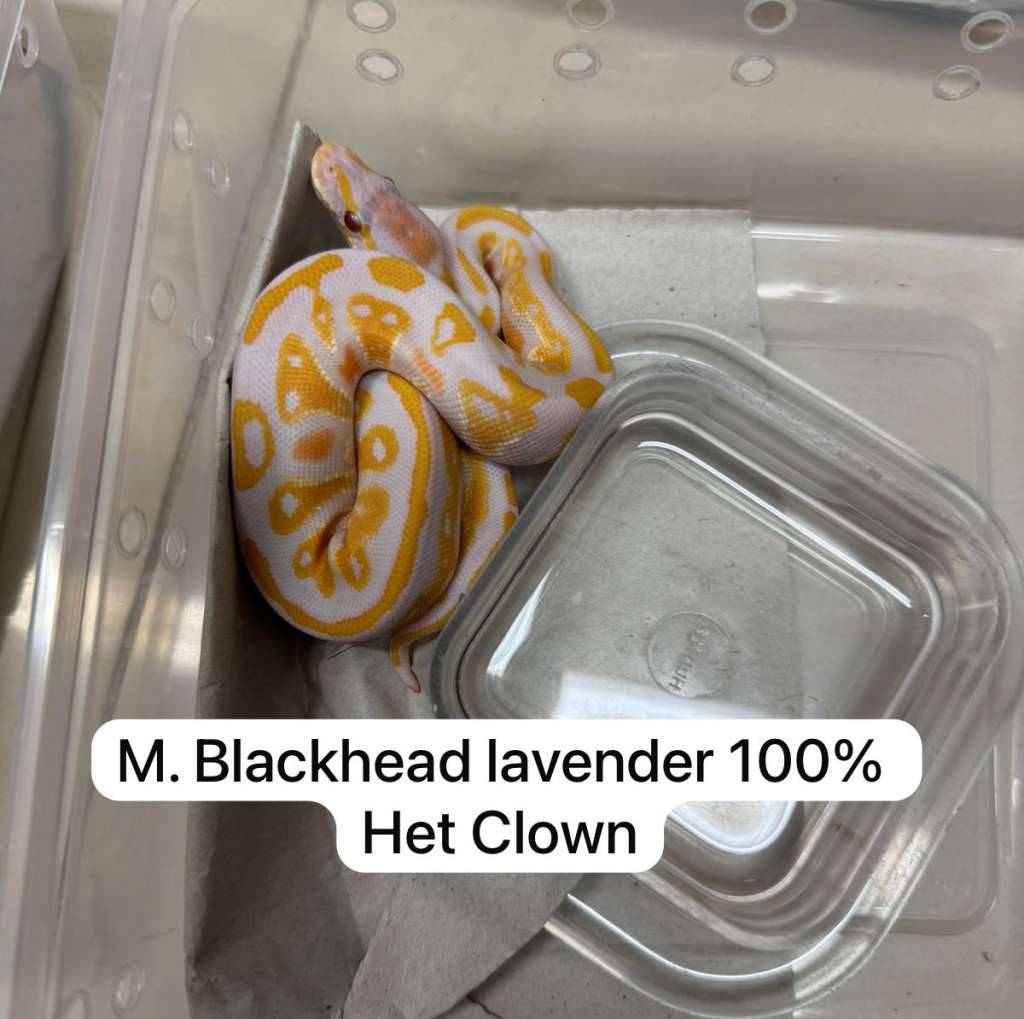 m-blackhead-lavender-100-het-clown-UKYZFCW75F