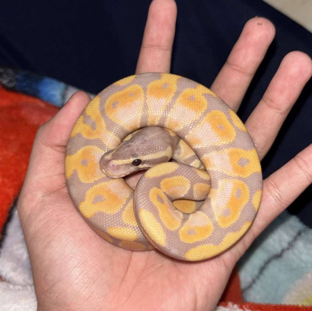 banana-poss-pastel-VMOMRNREKE