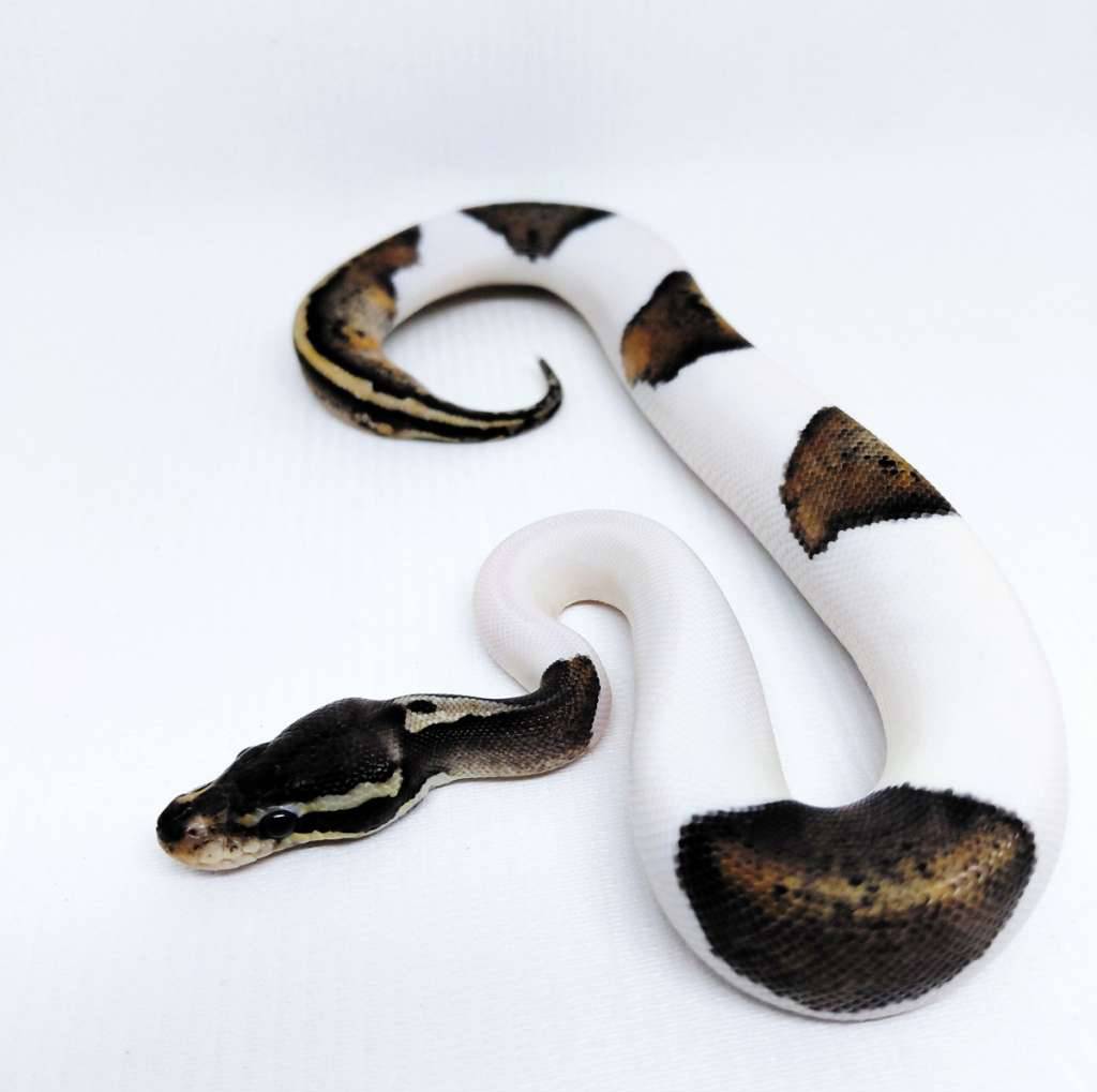 black-pewter-pied-ballpython-X8HBYUAMA3