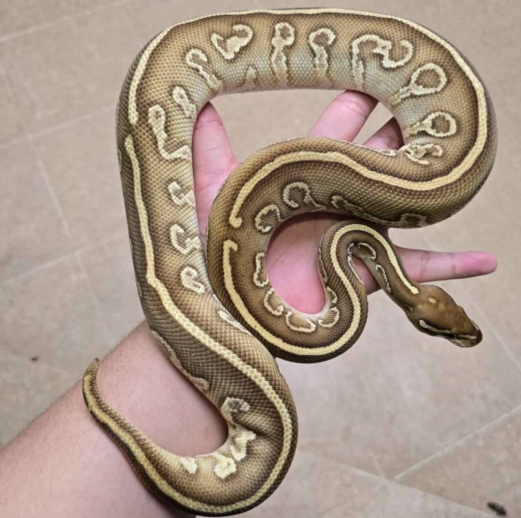 hurricane-leopard-lesser-CA6G37I2X2