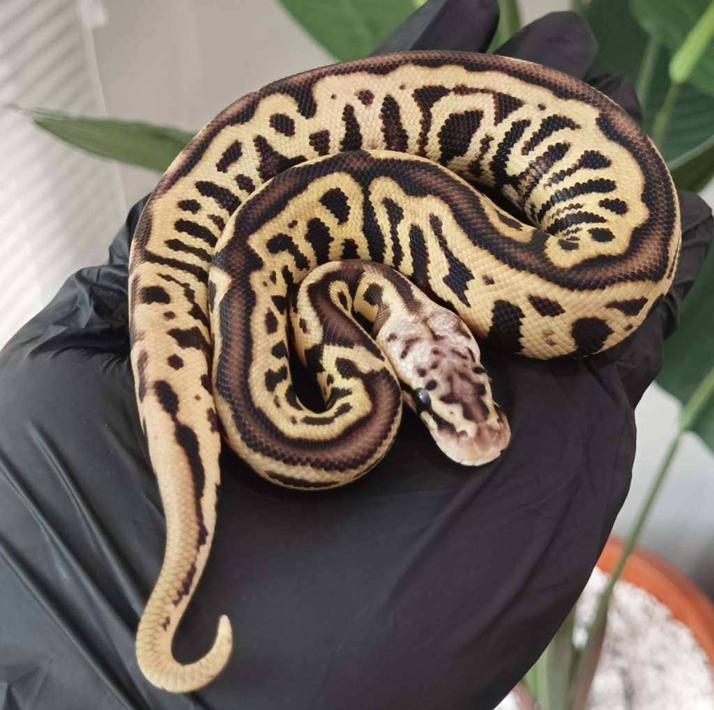 m--pastel-spotnose-leopard-het-clown-5HIILIIKLL
