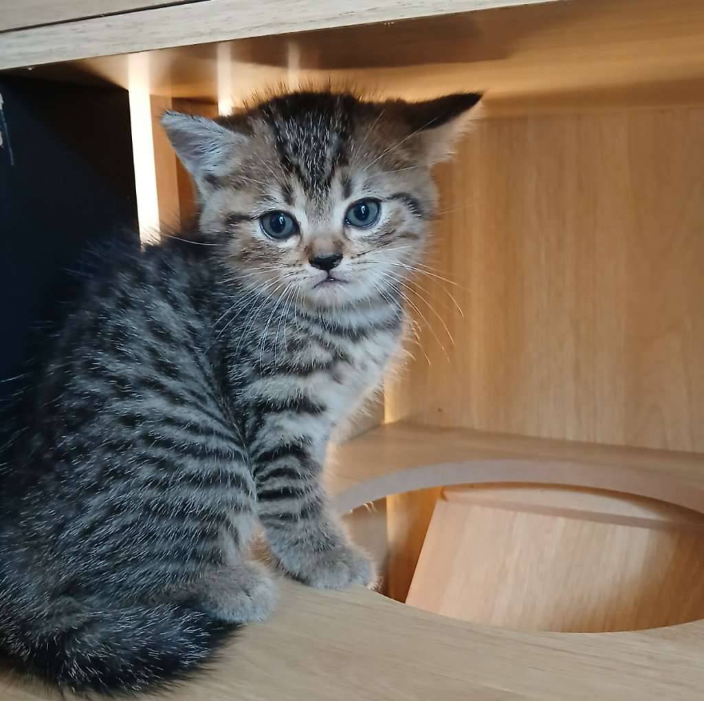 kucing-kitten-mix-golden-bsh-RA3LYU76IE