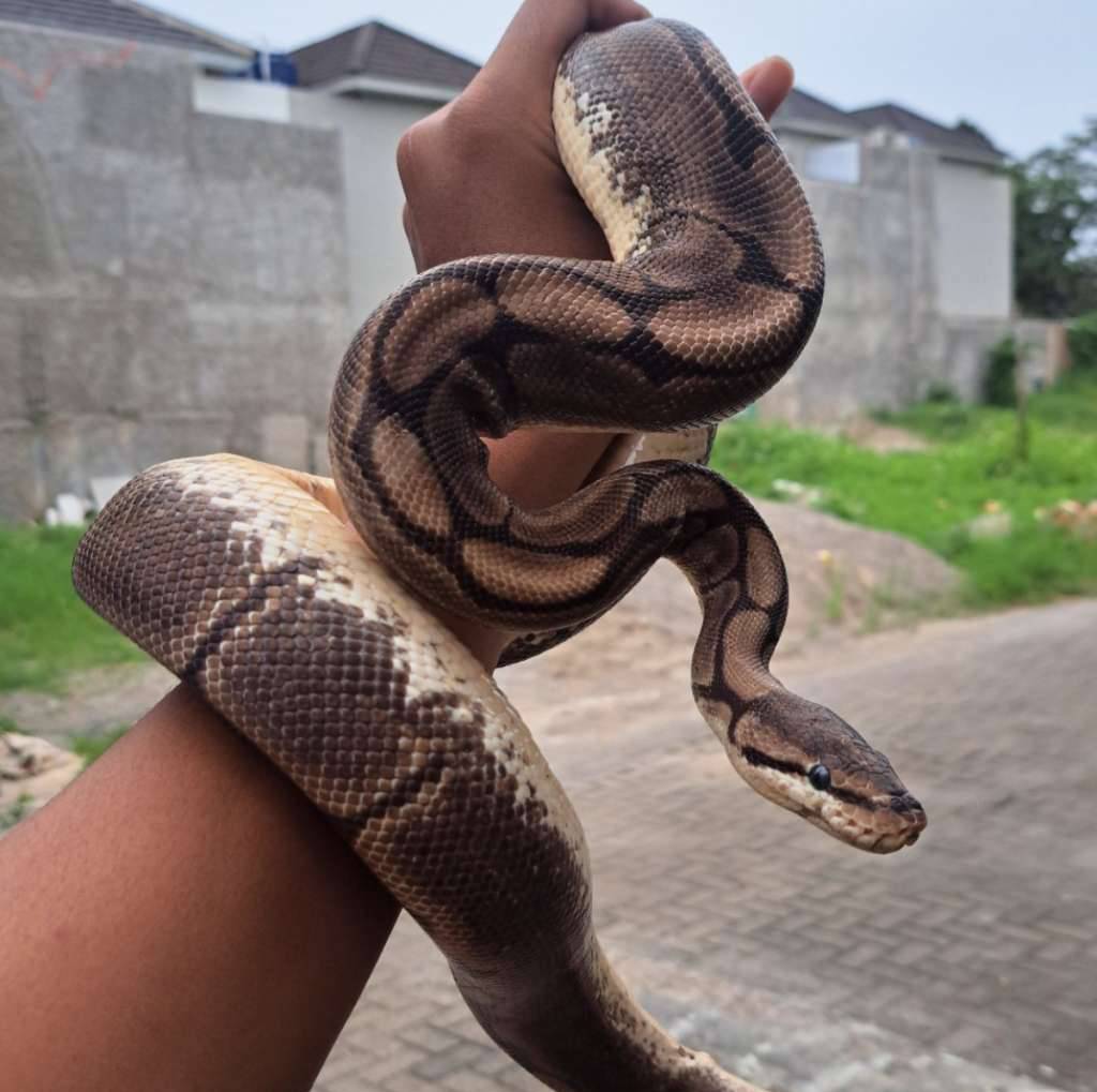 spider-axanthicvpi-proven-POZN0O5EIZ