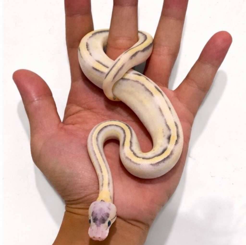 superstripe-firefly-calico-phantom-poss-gravel-leopard-ISJX6CGPN8