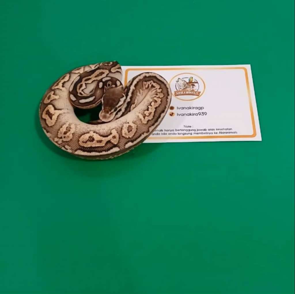 pewter-het-lavender-pied-ball-python-250202m-QF8SNCH929