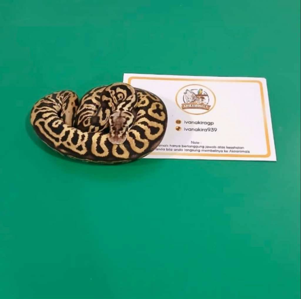 pewter-yellow-belly-het-lavender-pied-ball-python-250206m-1LAG4QOU6M