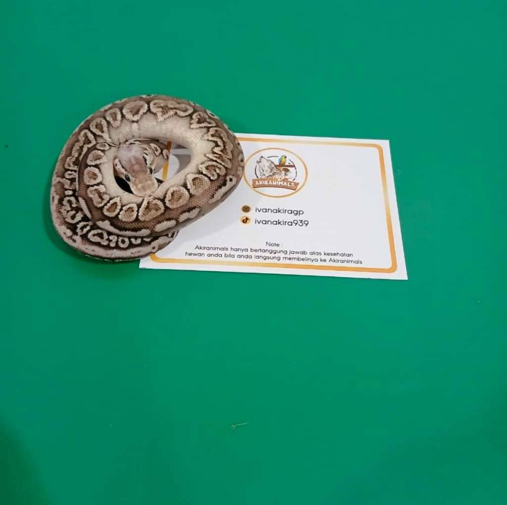 super-pastel-cinnamon-het-lavender-pied-ball-python-250208f-6VEGQJYVSW