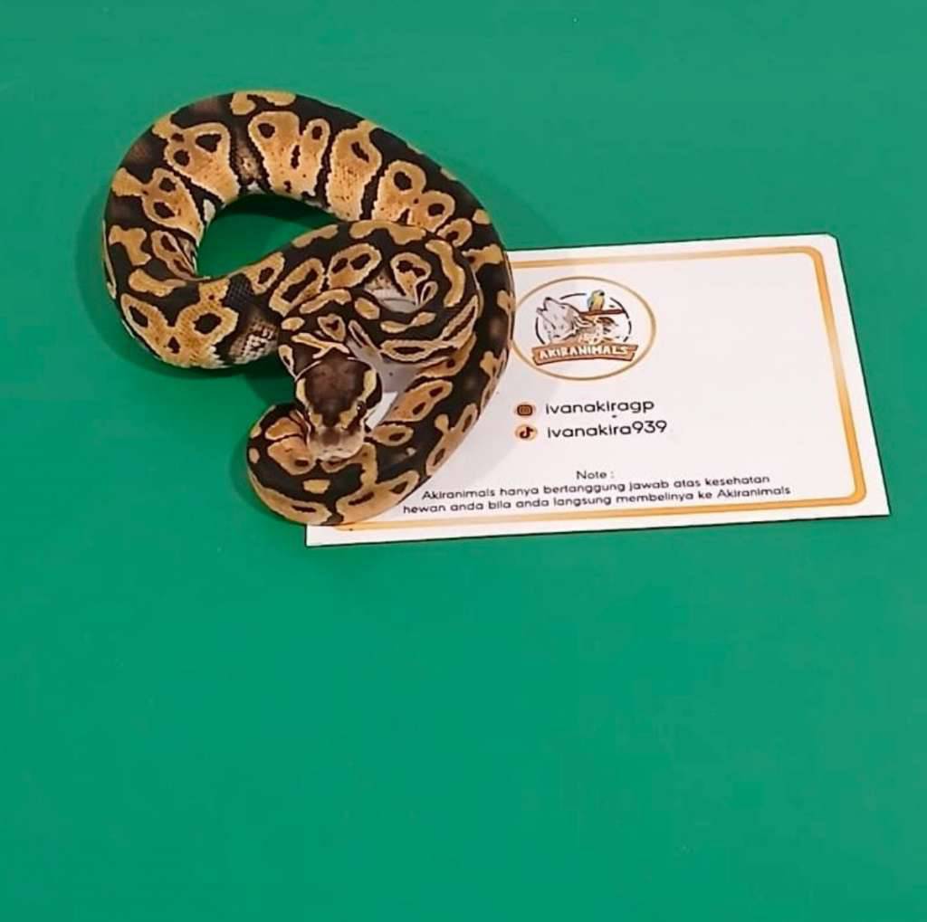 pastel-het-lavender-pied-ball-python-250205f-TA1HMIZ9P7