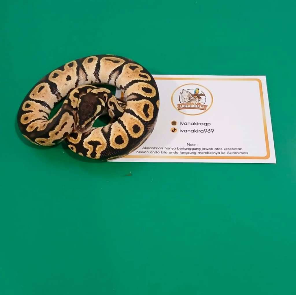 pastel-het-lavender-pied-ball-python-250201m-OY06LXB054