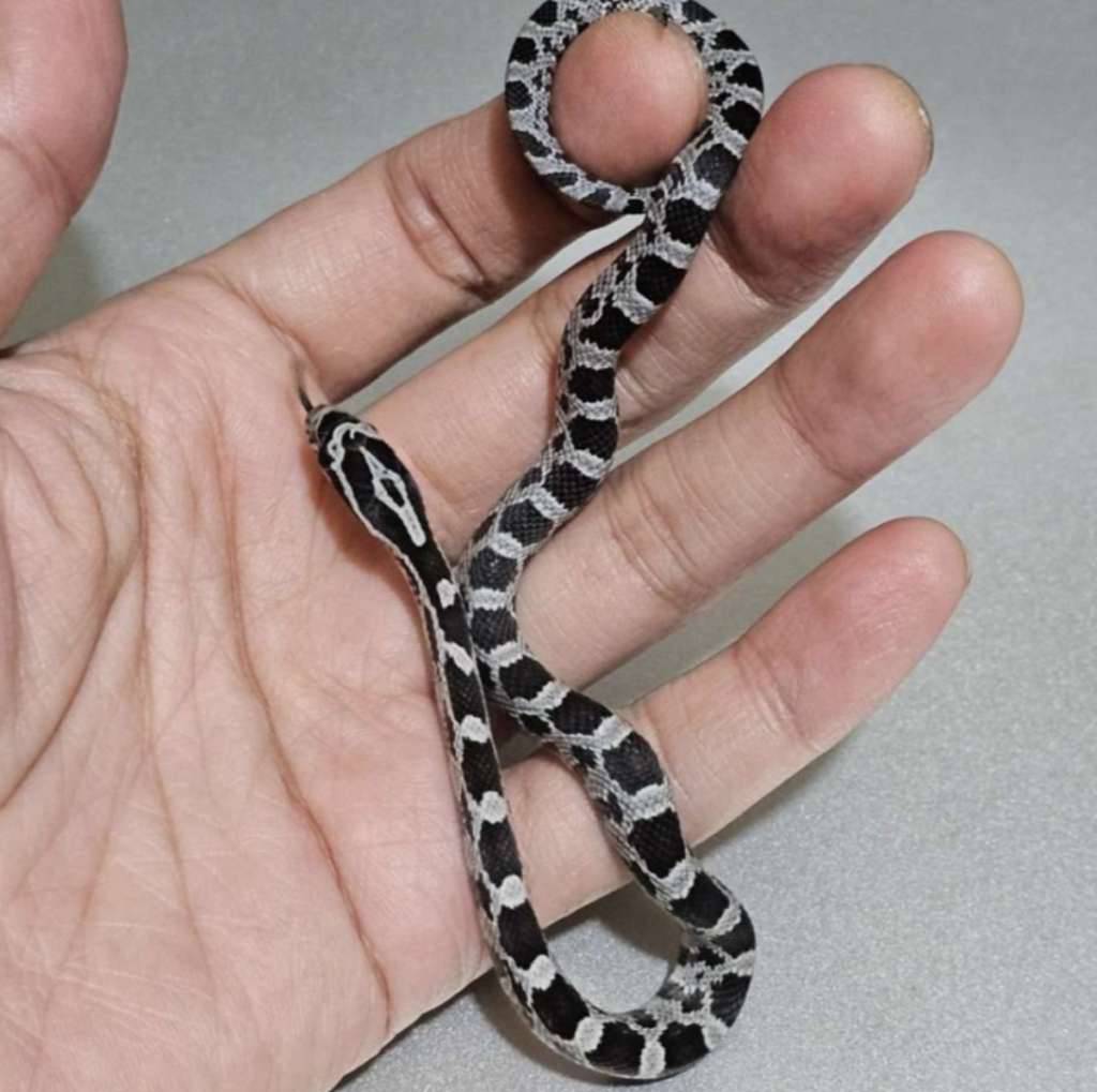 corn-snake-anery-EL0FX3CEAK