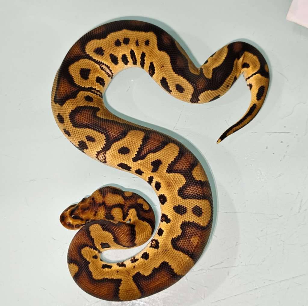 female-red-stripe-clown-TV9A3JZNT8