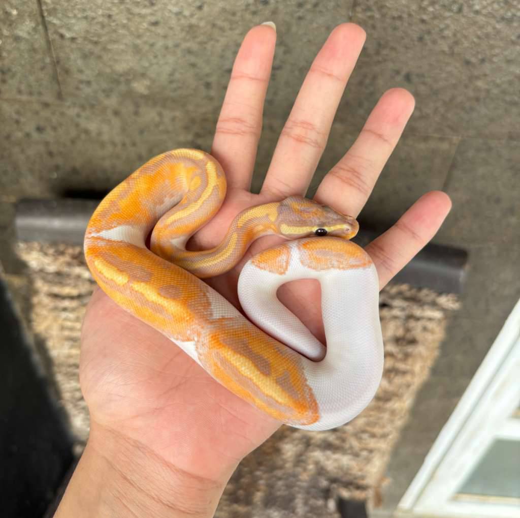 male-ball-python-banana-pied-emoji-smile-ANR02AWCK2