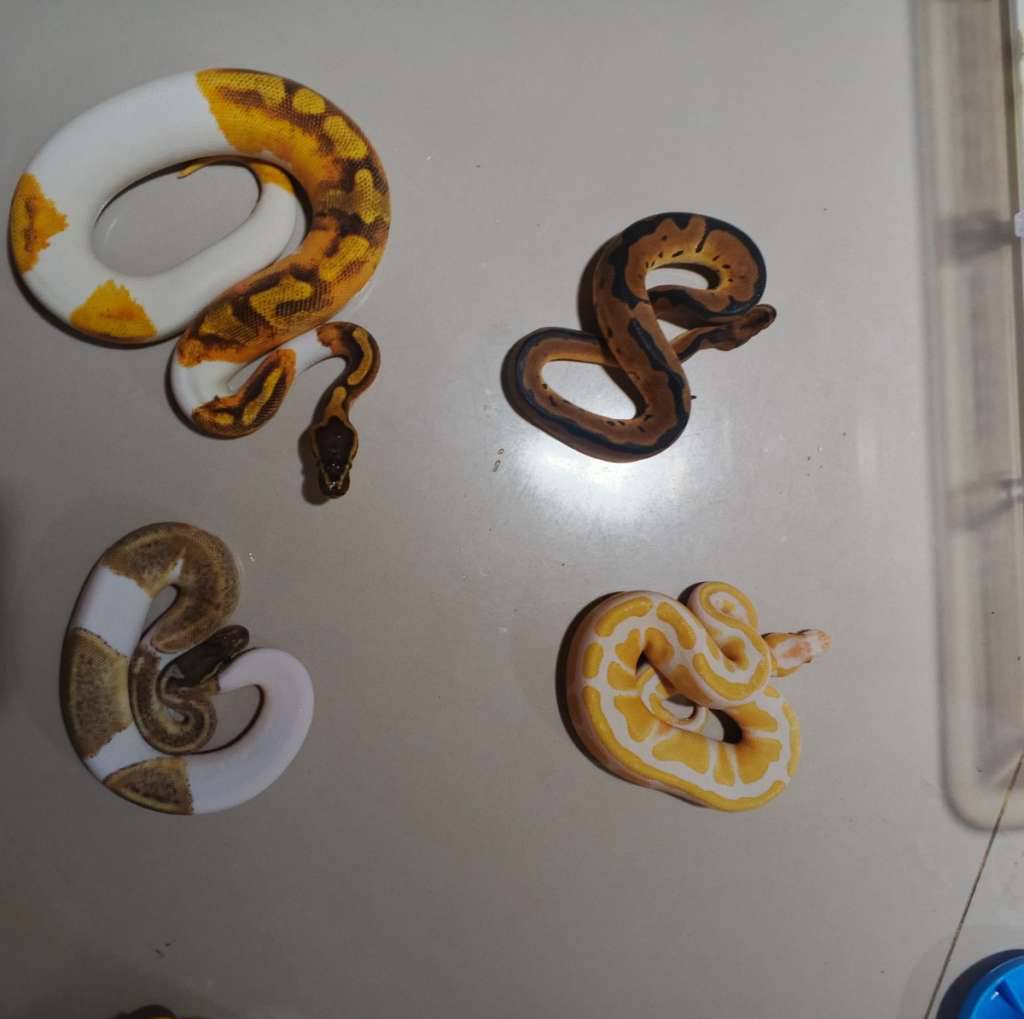 ball-python-borongan-MGWOH5P4UE