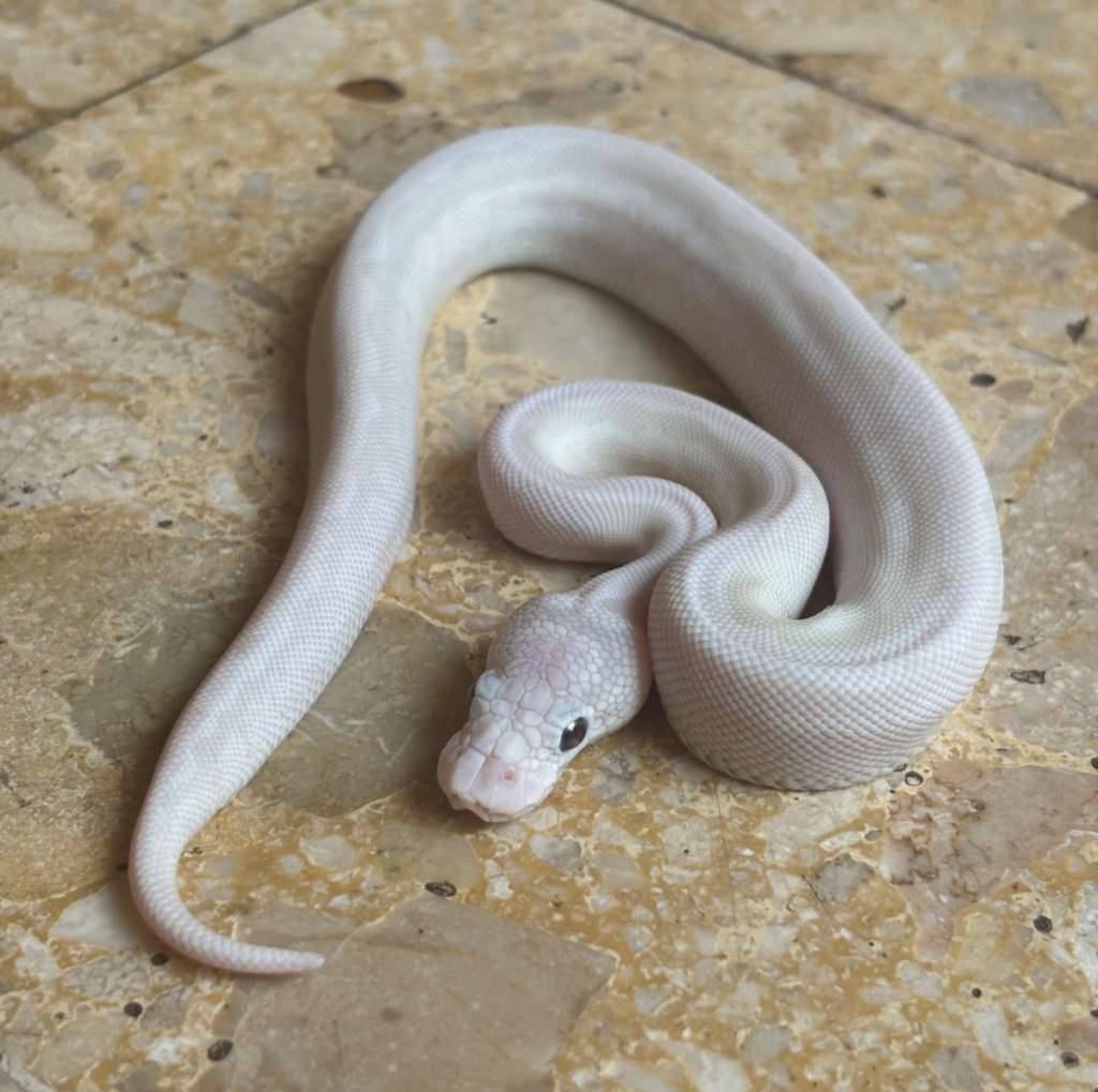 ballpython-lucy-poss-pastel-clown-GIFDN8ZLUJ