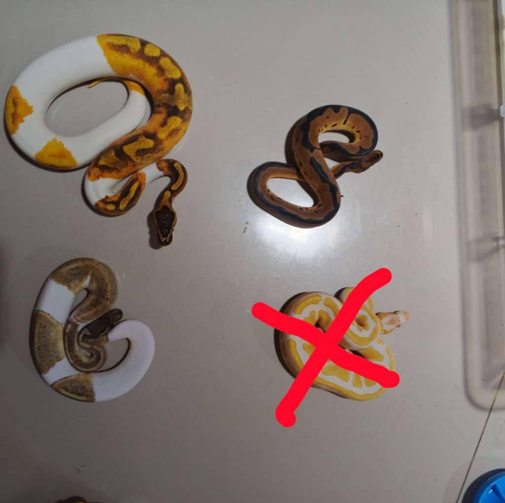 ball-python-borongan-HWXBZ01FBO