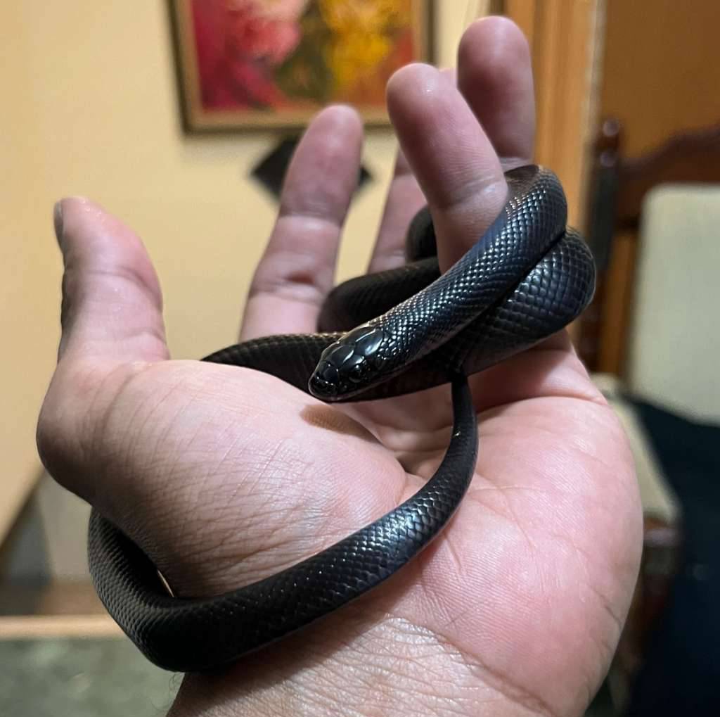 mexican-black-kingsnake-top-grade-QAAZUUAHZB