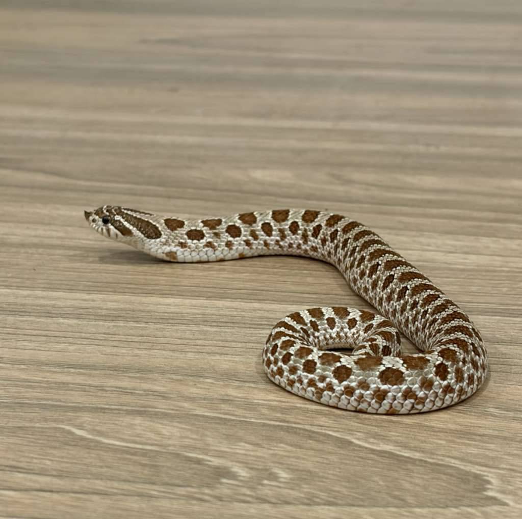 hognose-het-toffee-belly-female-58AJMDYY14