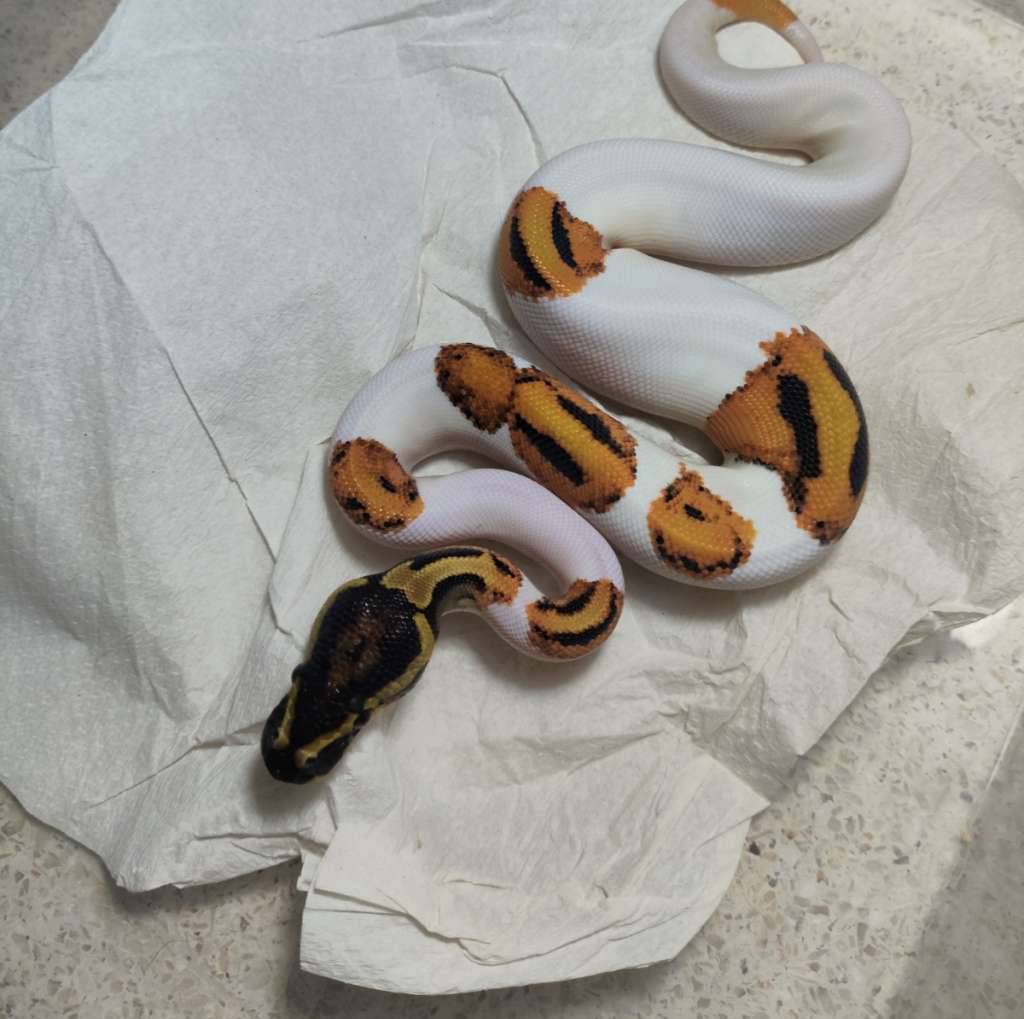 orange-dream-yellow-belly-pied-XWIQBR87JJ