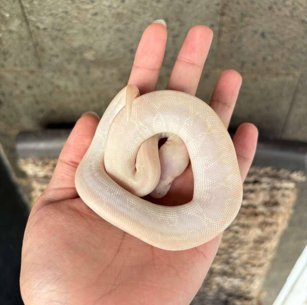 ball-python-albino-bamboo-cinnamon-poss-ghi-male-unik-17C0BVOK4R