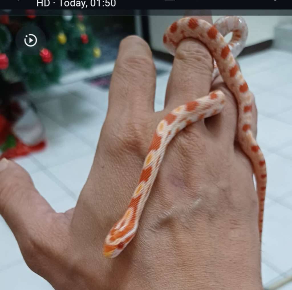 ular-cornsnake-amel-RAMV84VOWC