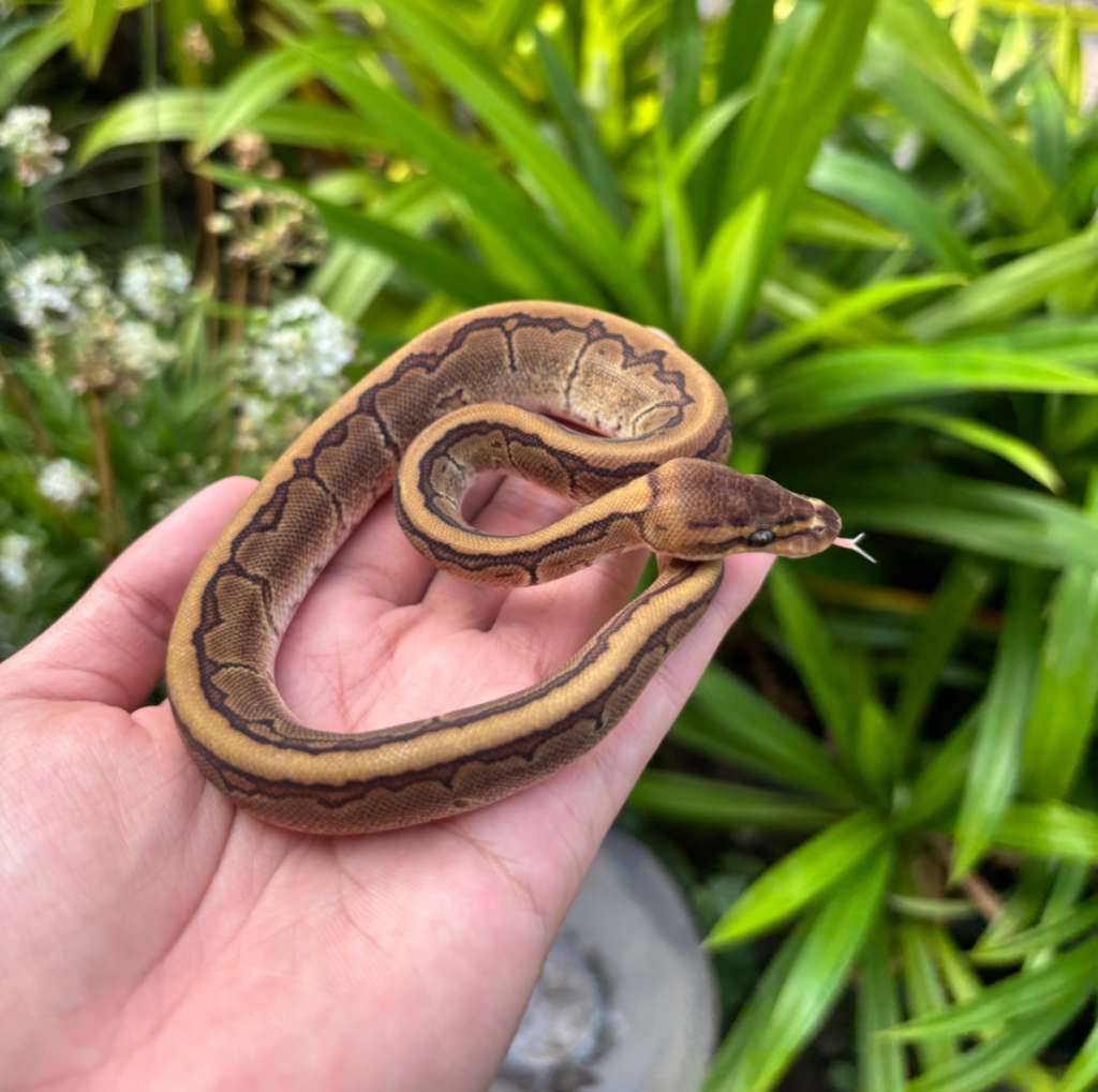 pinstripe-mahogany-het-pied-ph-albino-W6FPZ3M47T