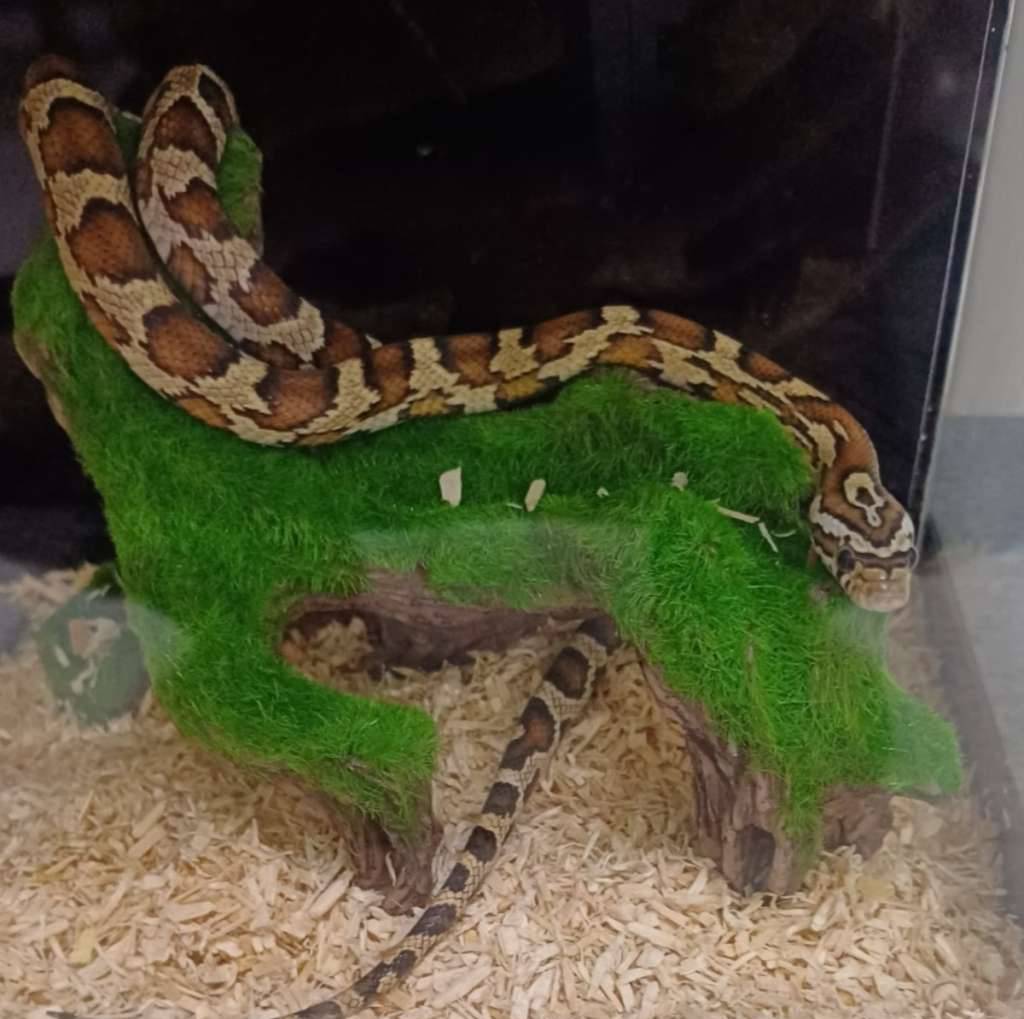 hybrid-junglecorn-X0HKKEE5F0