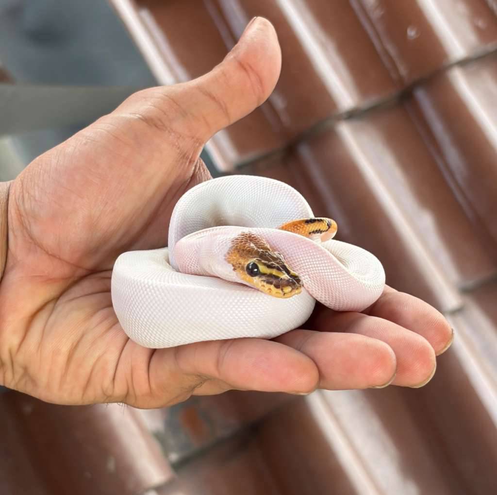 fire-hra-pied-rare-collector-item-pattern-VB8WBTCLMR