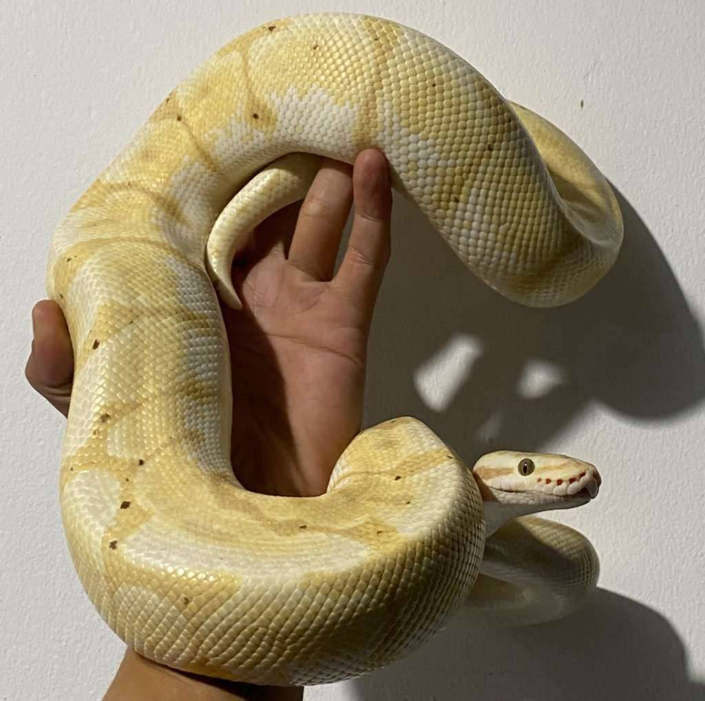 banana-enchi-spider-DUFU481FL6