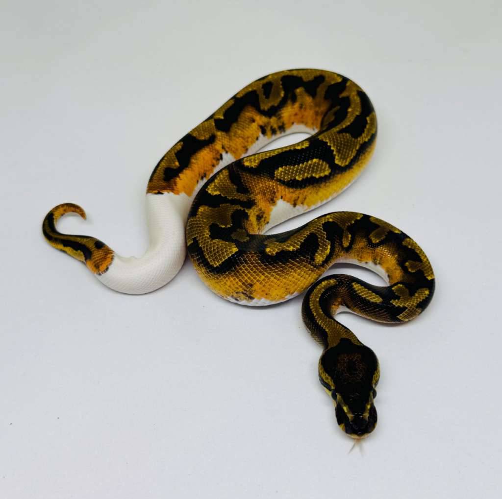 m-pied-ph-albino-W7HBROQH0W