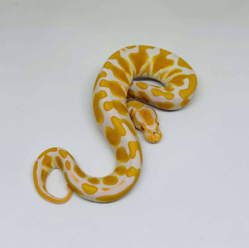 f-albino-het-pied-91ZZYAVAX1