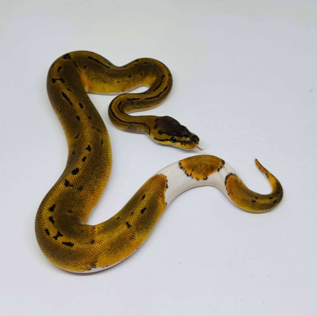 f-pinstripe-pied-ph-albino-KZ6L63T3K8