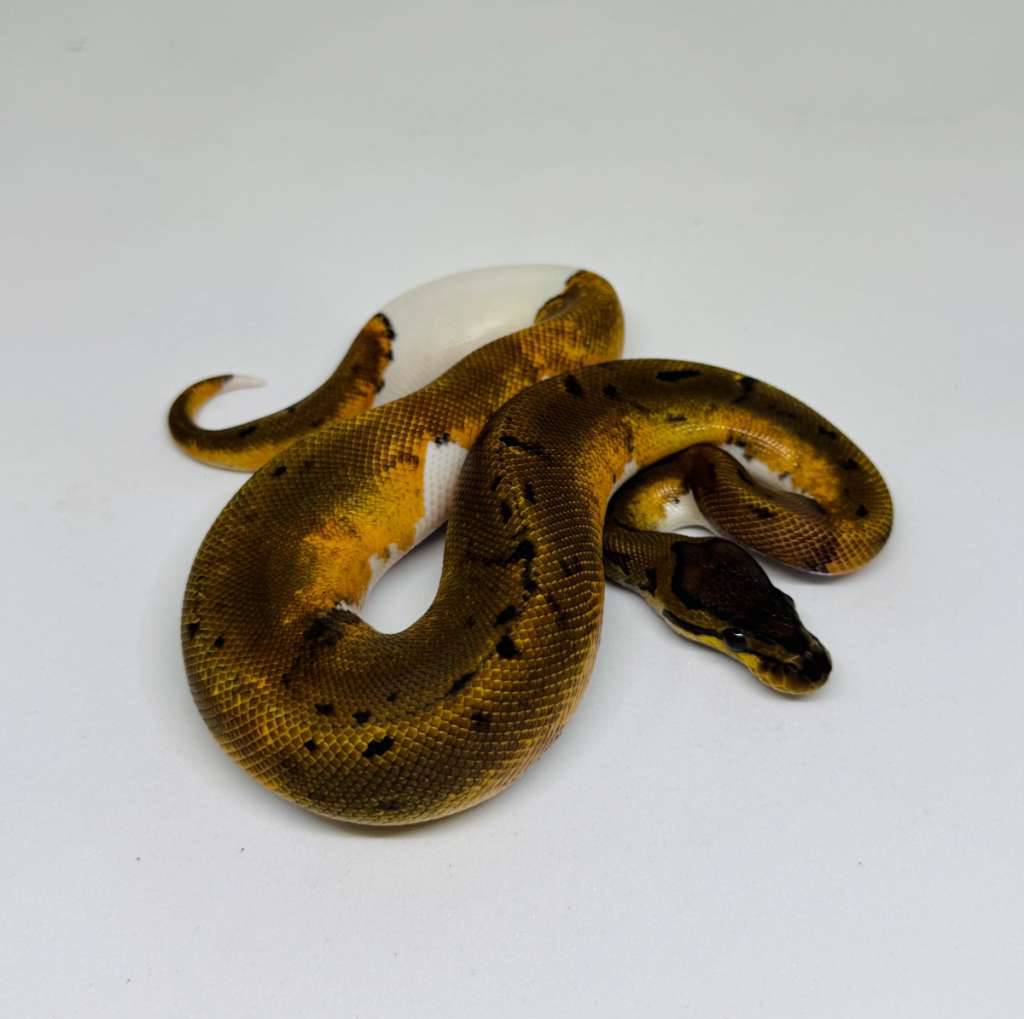 m-pinstripe-pied-ph-albino-PRZF8D4AKE