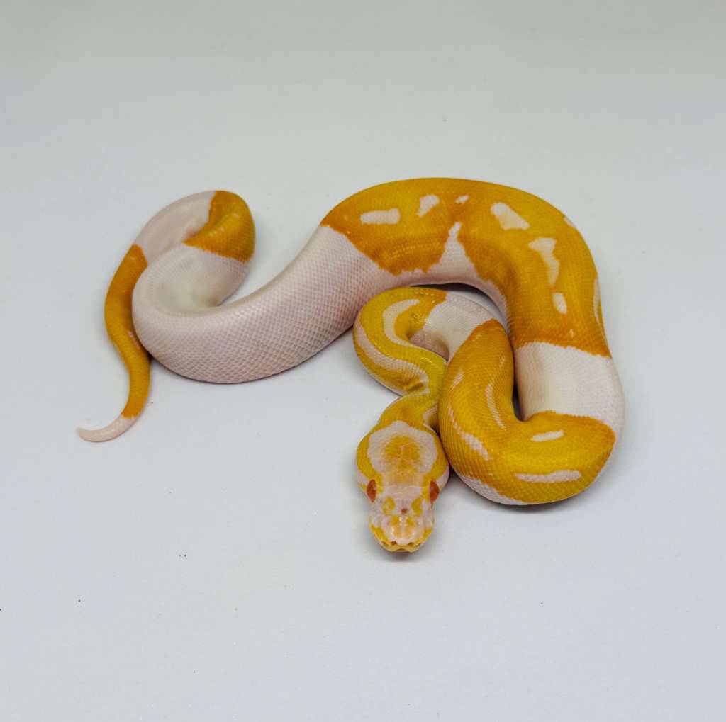 m-albino-pied-911YPPC913