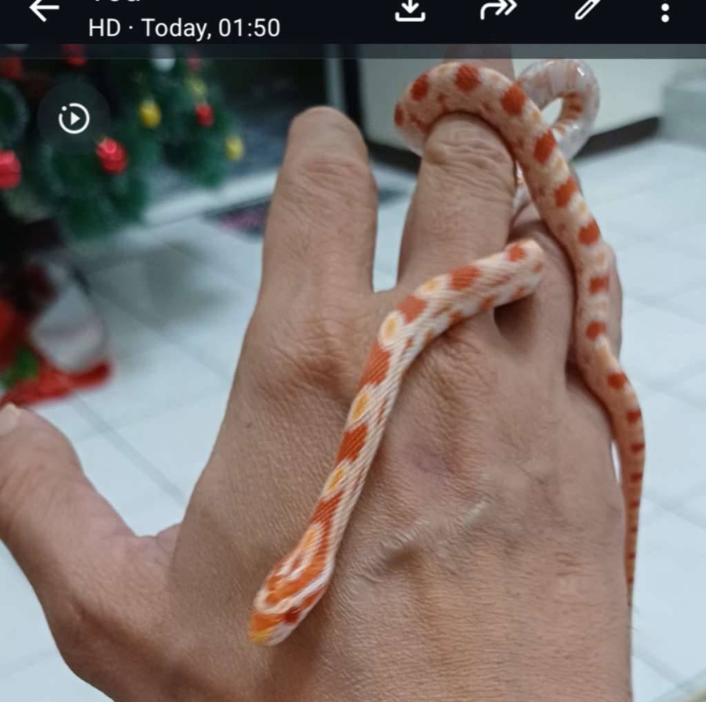 cornsnake-amel-7S8NYZC4K5